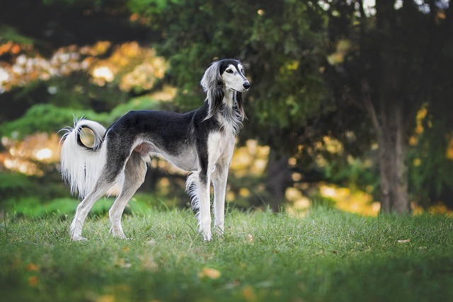 Effect Of Weather On Outdoor Greyhound Racing